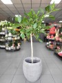 Ficus benghalensis Audrey