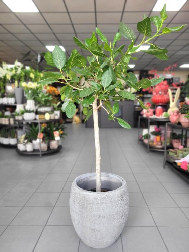 Ficus benghalensis Audrey