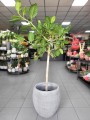 Ficus benghalensis Audrey