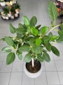 Ficus benghalensis Audrey
