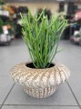 Euphorbia Tirucalli