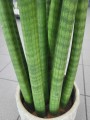 Sansevieria Cylindrica