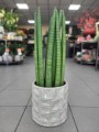 Sansevieria Cylindrica