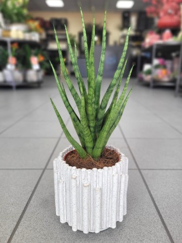 Sansevieria cylindrica Torch