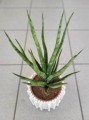 Sansevieria cylindrica Torch