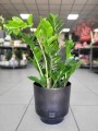Zamioculcas zamiifolia