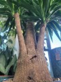 Yucca Elephantipes