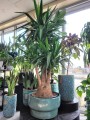 Yucca Elephantipes