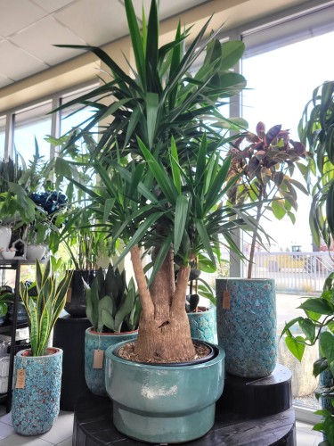 Yucca Elephantipes