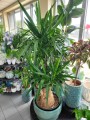 Yucca Elephantipes
