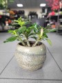 Adenium obesum