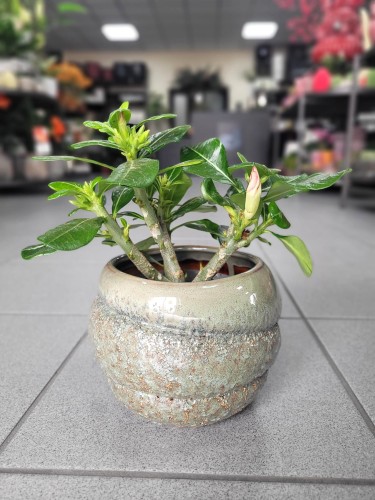 Adenium obesum