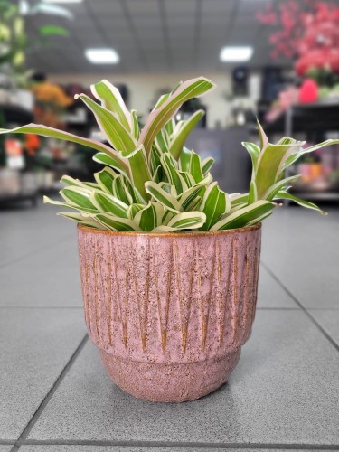 Nidularium schultesianum 'Striped Fireball'
