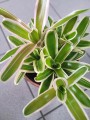 Nidularium schultesianum 'Striped Fireball'