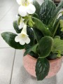 Streptocarpus Snowlina white