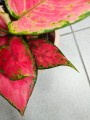 Aglaonema Red Joy
