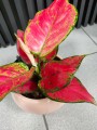 Aglaonema Red Joy