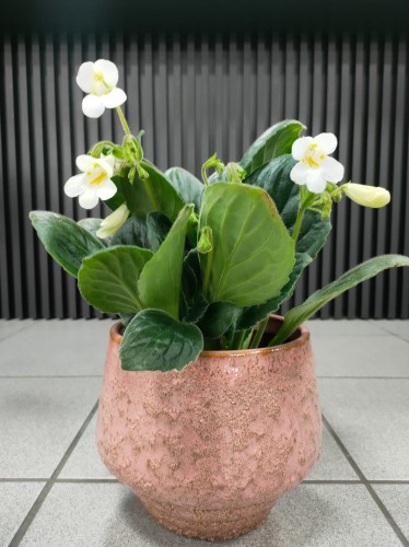 Streptocarpus Snowlina white
