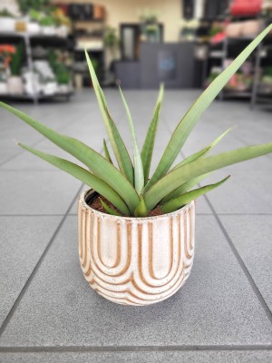 Sansevieria cylindrica Silver Syreni