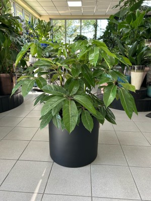Schefflera Amate, szeflera