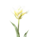 Biały tulipan
