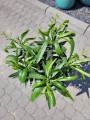 Biały oleander na pniu