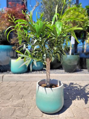 Oleander na pniu, białe kwiaty