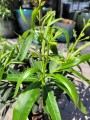 Biały oleander na pniu