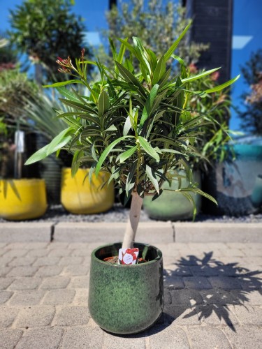 Czerwony oleander na pniu