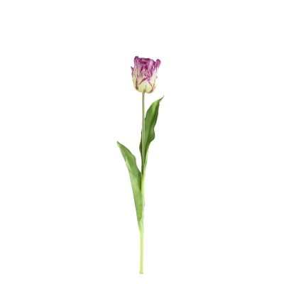Fioletowy tulipan PTMD