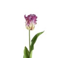 Fioletowy tulipan PTMD