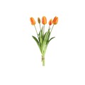 Pomarańczowe tulipany PTMD