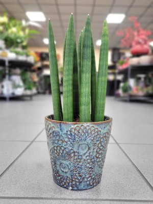 Sansevieria cylindrica