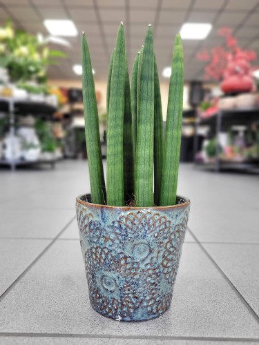 Sansevieria Cylindrica