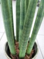 Sansevieria Cylindrica
