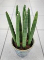 Sansevieria Cylindrica