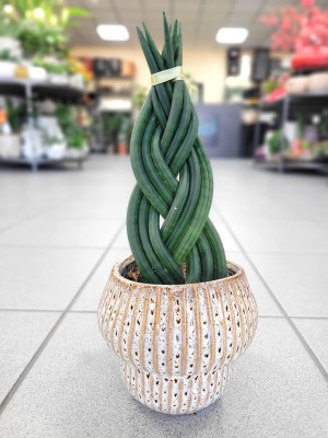 Sansevieria cylindrica warkocz
