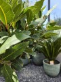 Laurus nobilis
