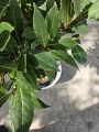 Laurus nobilis