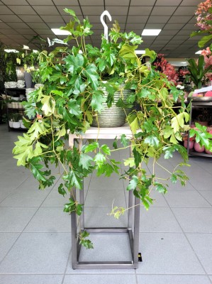 Cissus rhombifolia