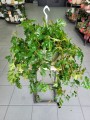Cissus rhombifolia
