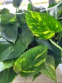 Epipremnum aureum