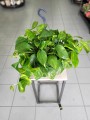 Epipremnum aureum