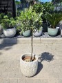 Olea europaea