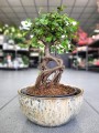 Bonsai zelkova serrata