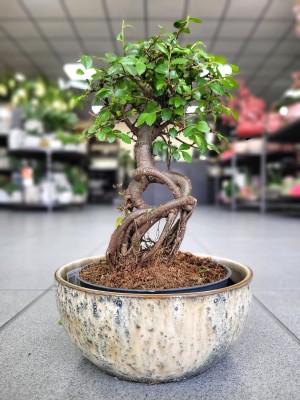 Bonsai zelkova serrata, brzostownica japońska