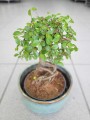 Bonsai zelkova serrata