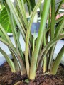 Xanthosoma lindenii