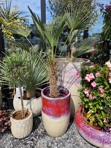 Trachycarpus wagnerianus