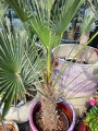 Trachycarpus wagnerianus